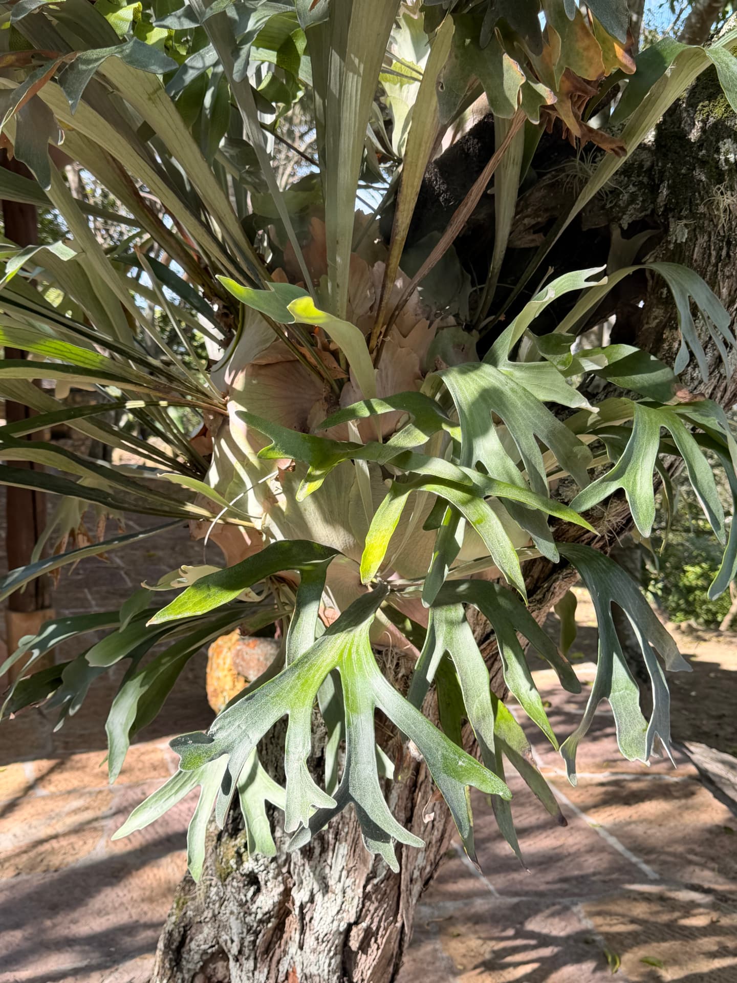 A staghorn fern mounted on an old tree trunk in the garden