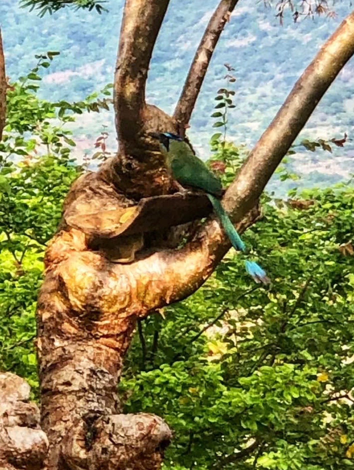 A motmot resting in a tree near Barichara