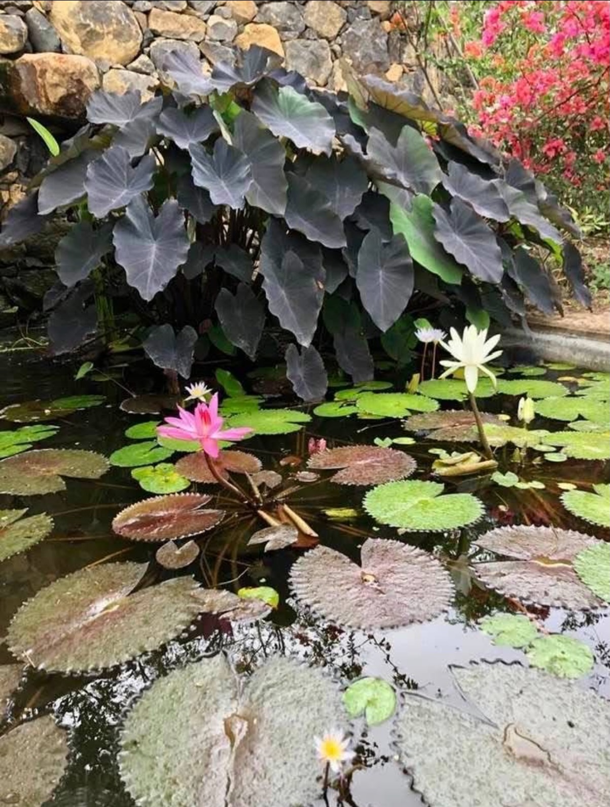 Lily pond and orchids in the estate gardens