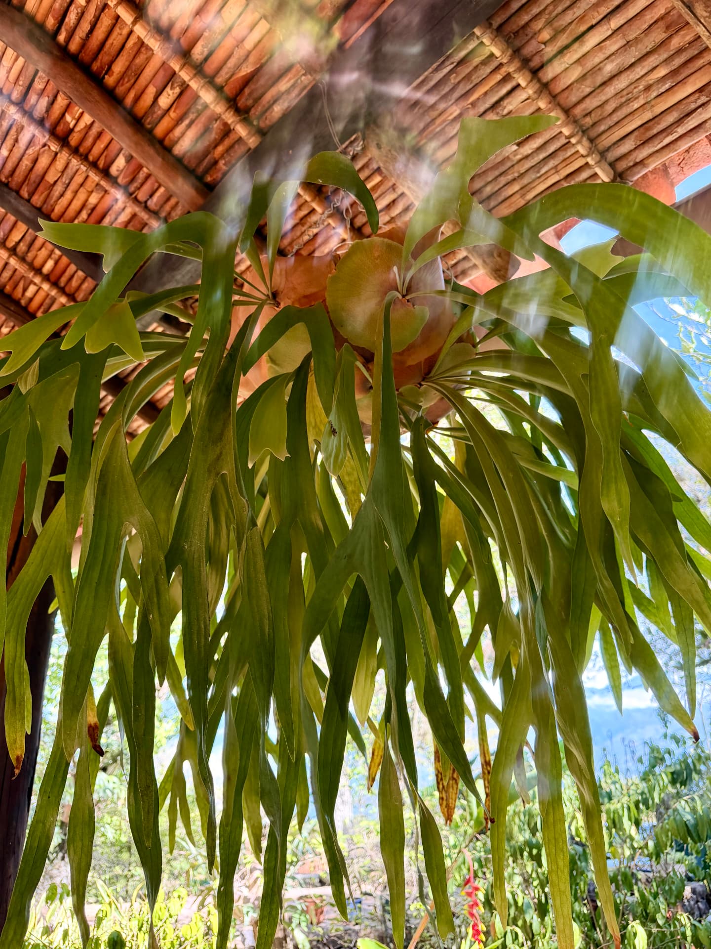 A staghorn fern hanging from the clay-tiled pavilion roof