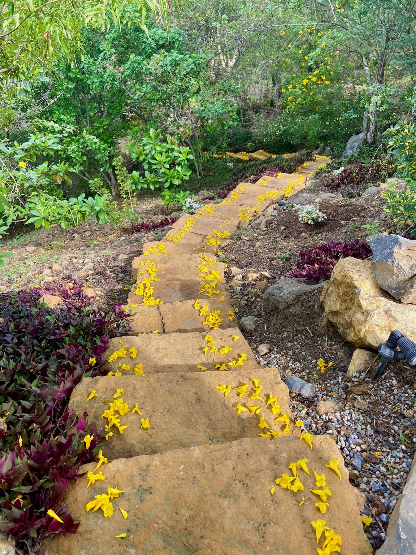 Stone stairway scattered with yellow guayacán blossom