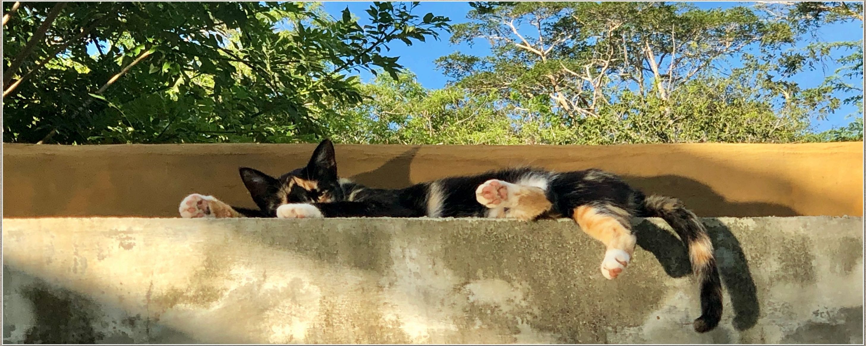 Pickle, one of the finca's cats, asleep in the sun on a wall