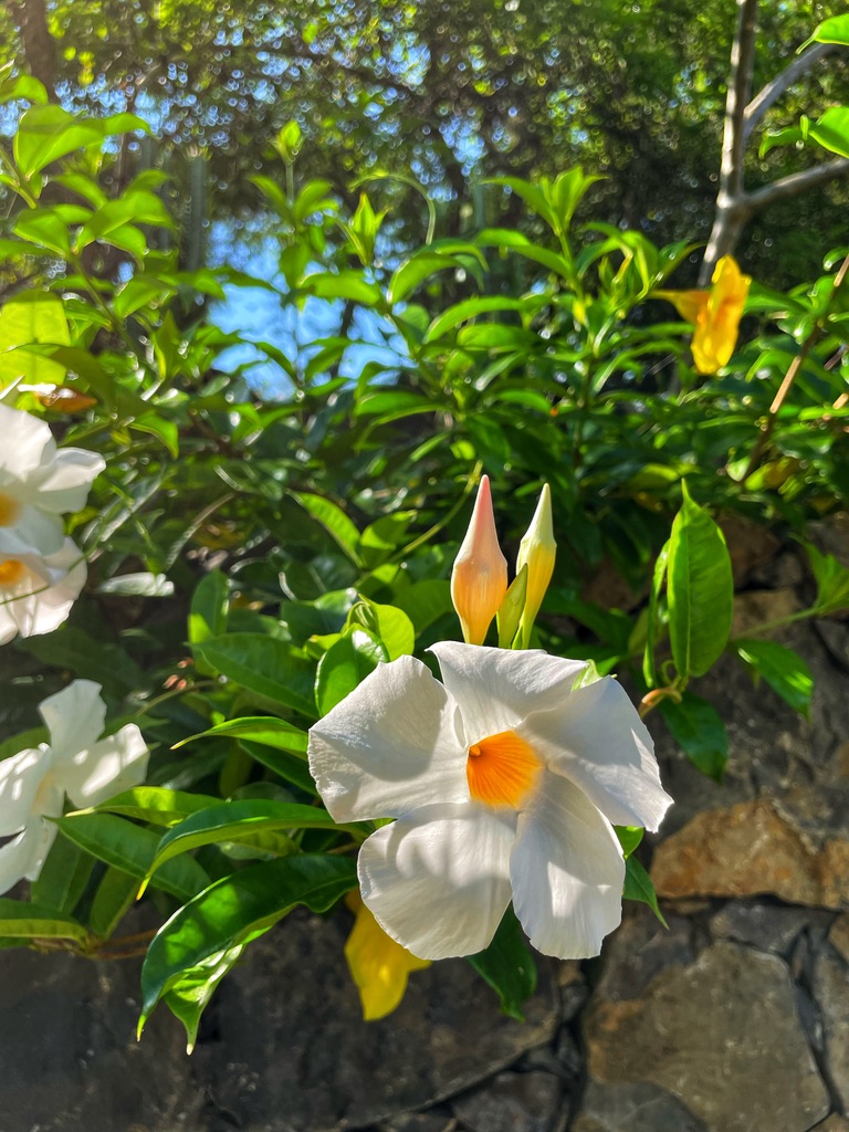 White mandevilla flowering against a dry stone wall in the garden