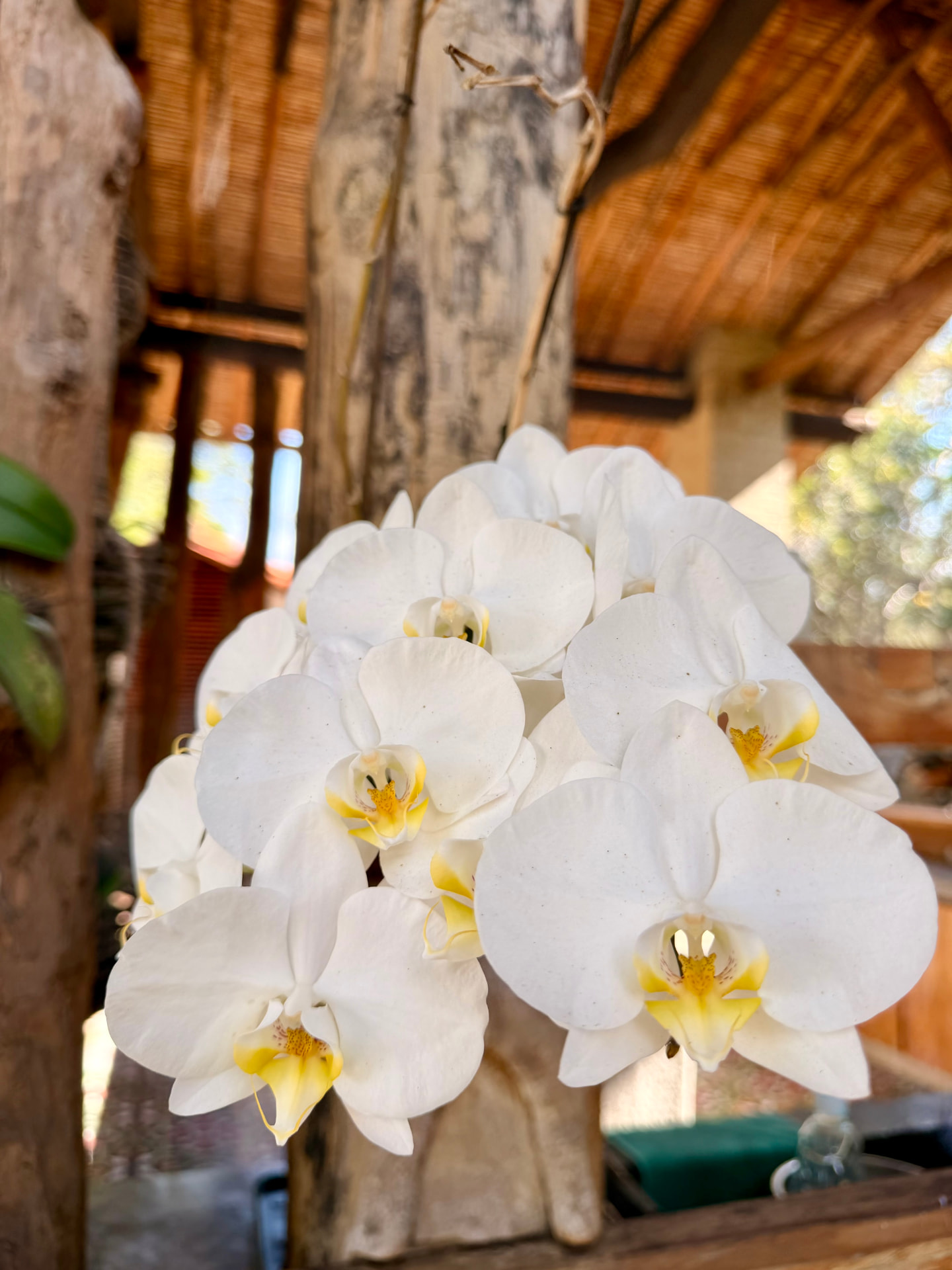 A cluster of white phalaenopsis orchids blooming under the tiled roof