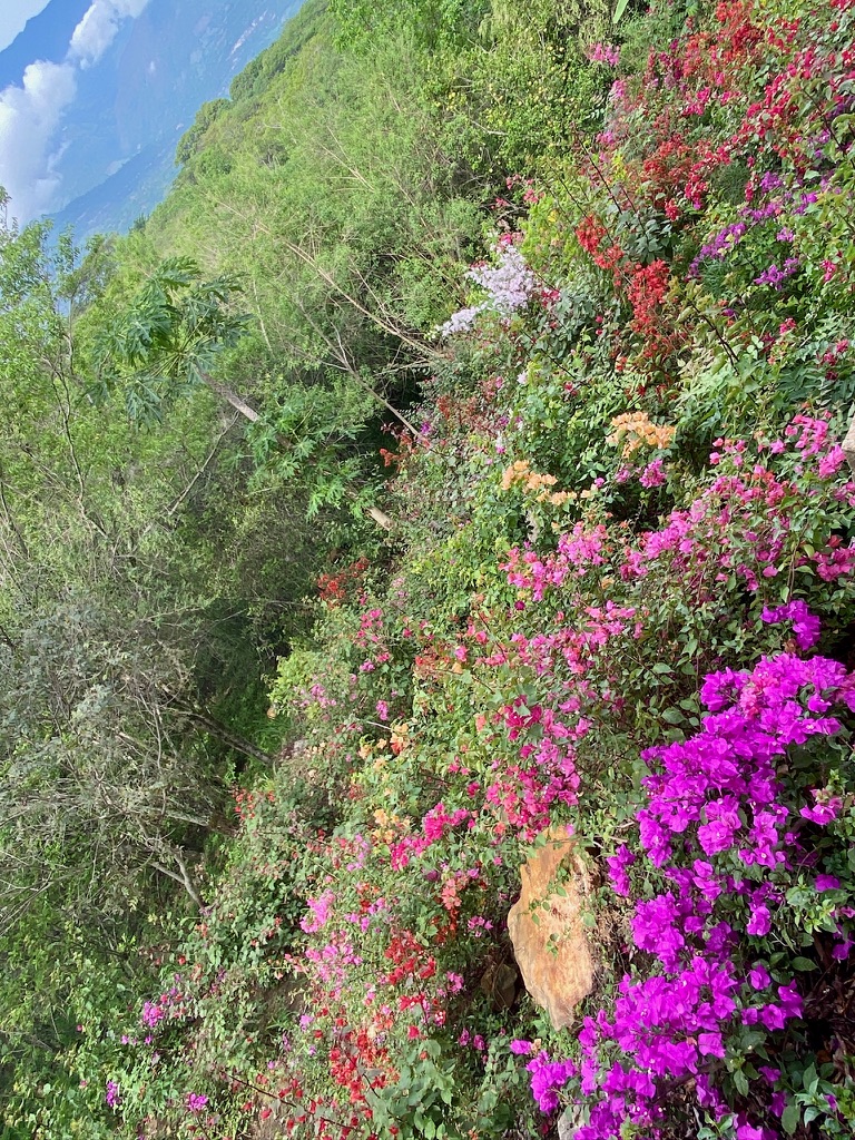 Bougainvillea in magenta and red spilling down the hillside above the valley