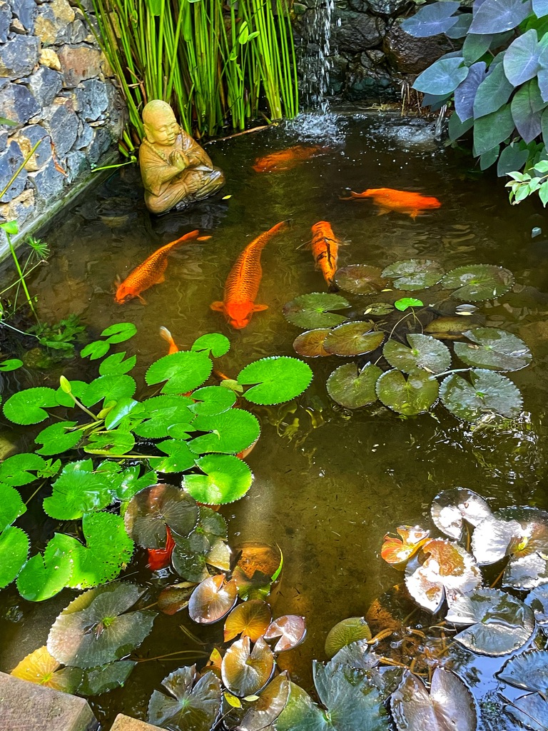 Koi circling a stone buddha among lily pads in the garden pond