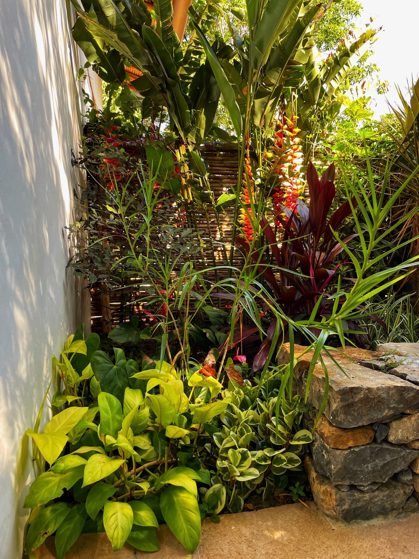 Heliconia and tropical planting along a whitewashed wall