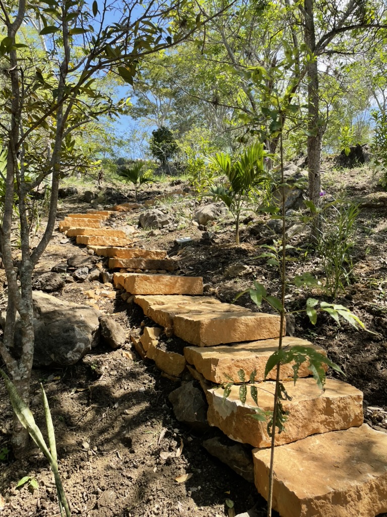 Hand-laid sandstone steps climbing through the young trees on the finca hillside